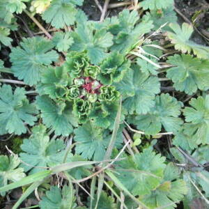 Photographie n°2413795 du taxon Geranium molle L. [1753]