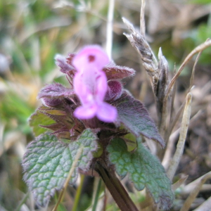 Photographie n°2413799 du taxon Lamium purpureum L. [1753]