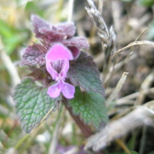 Photographie n°2413801 du taxon Lamium purpureum L. [1753]