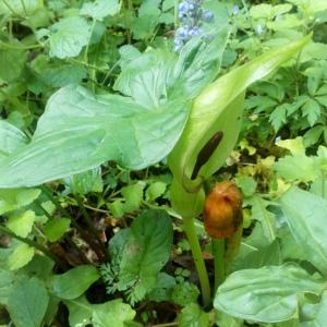 Photographie n°2413811 du taxon Arum maculatum L. [1753]