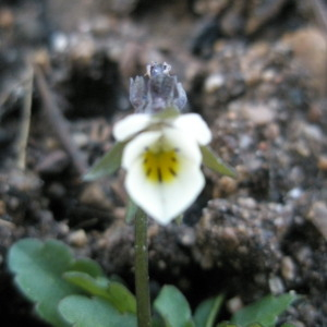 Photographie n°2413823 du taxon Viola arvensis Murray [1770]