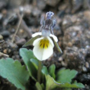 Photographie n°2413824 du taxon Viola arvensis Murray [1770]