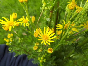 Francis Heinrich, le  3 mai 2020 (Sainte-Eulalie)