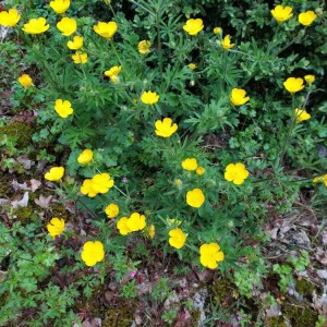 Photographie n°2413835 du taxon Ranunculus repens L. [1753]