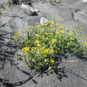 Photographie n°2413854 du taxon Saxifraga aizoides L. [1753]