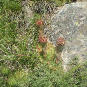 Photographie n°2413876 du taxon Sempervivum tectorum L. [1753]