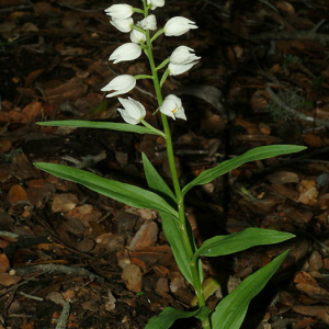 Photographie n°2413904 du taxon Cephalanthera longifolia (L.) Fritsch [1888]