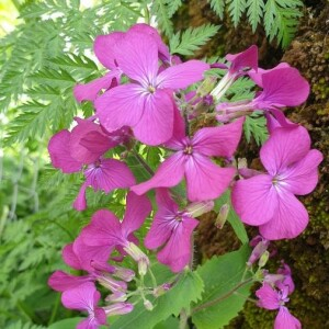 Photographie n°2413924 du taxon Lunaria annua L. [1753]