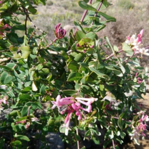 Photographie n°2413991 du taxon Lonicera caprifolium L. [1753]