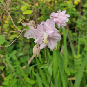 Photographie n°2413999 du taxon Aquilegia vulgaris L. [1753]