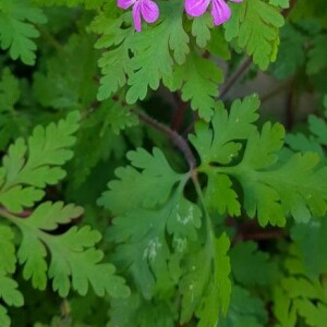 Photographie n°2414007 du taxon Geranium robertianum L. [1753]