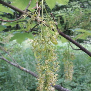 Photographie n°2414092 du taxon Acer pseudoplatanus L. [1753]