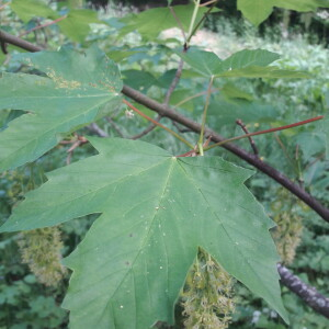Photographie n°2414093 du taxon Acer pseudoplatanus L. [1753]