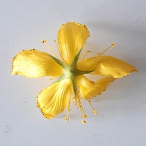 Photographie n°2414152 du taxon Hypericum perforatum L. [1753]