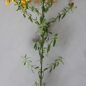 Photographie n°2414153 du taxon Hypericum perforatum L. [1753]