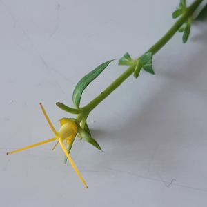 Photographie n°2414154 du taxon Hypericum perforatum L. [1753]