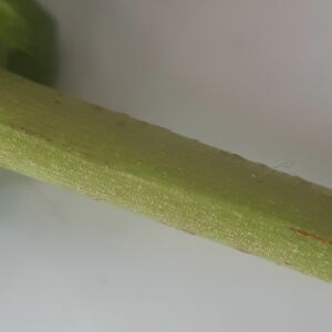 Photographie n°2414155 du taxon Hypericum perforatum L. [1753]