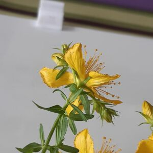 Photographie n°2414156 du taxon Hypericum perforatum L. [1753]