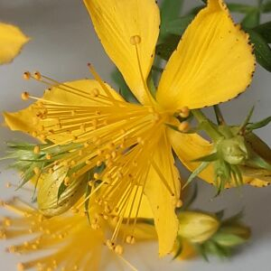 Photographie n°2414157 du taxon Hypericum perforatum L. [1753]