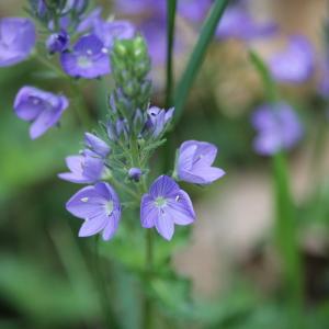  - Veronica teucrium L. [1762]