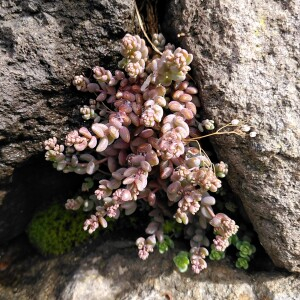 Photographie n°2414192 du taxon Sedum dasyphyllum L.