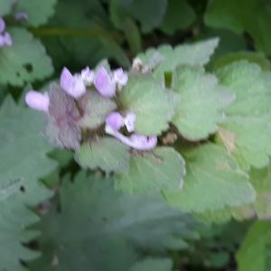 Photographie n°2414232 du taxon Lamium purpureum L.