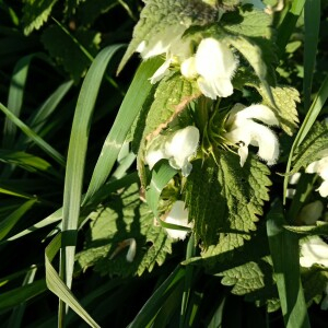 Photographie n°2414296 du taxon Lamium album L.