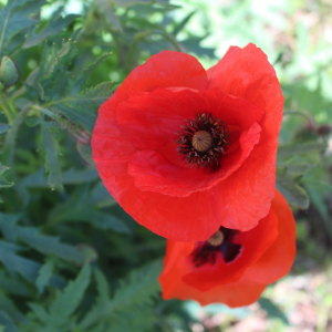 Photographie n°2414312 du taxon Papaver rhoeas L.