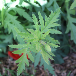 Photographie n°2414323 du taxon Papaver rhoeas L.