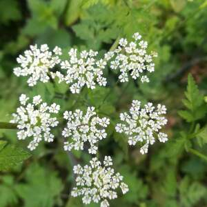 Photographie n°2414398 du taxon Chaerophyllum temulum L. [1753]