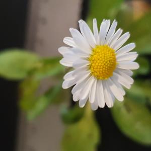 Photographie n°2414413 du taxon Bellis perennis L. [1753]