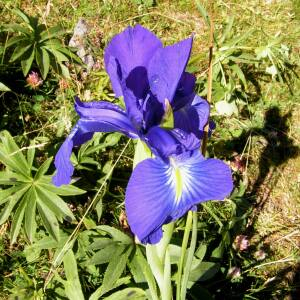 Photographie n°2414436 du taxon Iris latifolia (Mill.) Voss [1895]