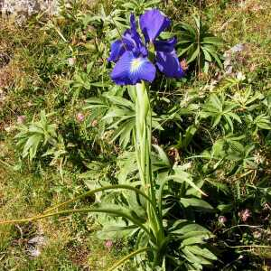 Photographie n°2414437 du taxon Iris latifolia (Mill.) Voss [1895]