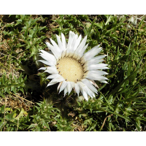 Carlina acaulis L. subsp. acaulis (Carline à tige courte)