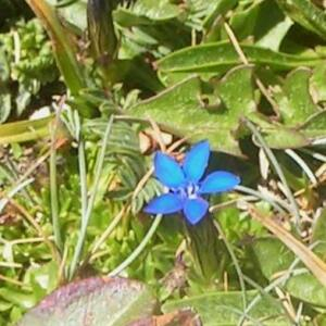 Photographie n°2414622 du taxon Gentiana verna L. [1753]