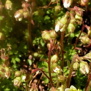 Photographie n°2414712 du taxon Saxifraga praetermissa D.A.Webb [1963]