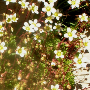 Photographie n°2414713 du taxon Saxifraga praetermissa D.A.Webb [1963]