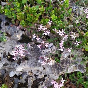 Photographie n°2414752 du taxon Saponaria ocymoides L. [1753]