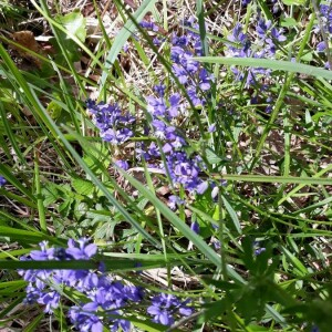 Photographie n°2414787 du taxon Polygala vulgaris L. [1753]