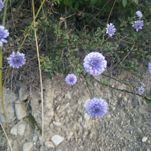 Photographie n°2414801 du taxon Globularia alypum L. [1753]