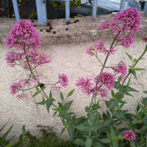 Photographie n°2414814 du taxon Centranthus ruber (L.) DC.