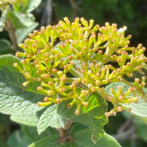 Photographie n°2414949 du taxon Viburnum lantana L. [1753]