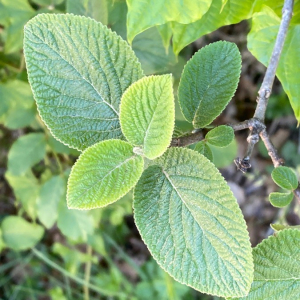 Photographie n°2414950 du taxon Viburnum lantana L. [1753]