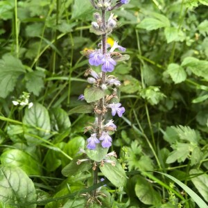 Photographie n°2414979 du taxon Ajuga reptans L.