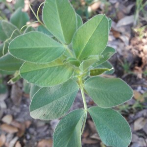 Photographie n°2414995 du taxon Vicia narbonensis L. [1753]