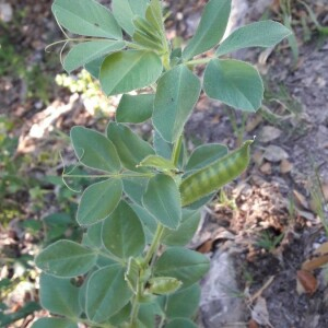 Photographie n°2414996 du taxon Vicia narbonensis L. [1753]