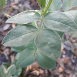 Photographie n°2414997 du taxon Vicia narbonensis L. [1753]