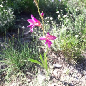 Photographie n°2415000 du taxon Gladiolus italicus Mill. [1768]