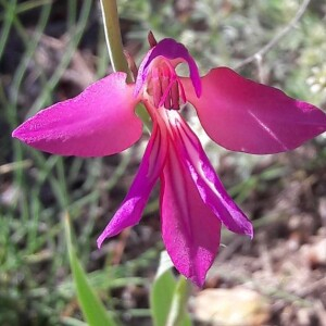 Photographie n°2415001 du taxon Gladiolus italicus Mill. [1768]