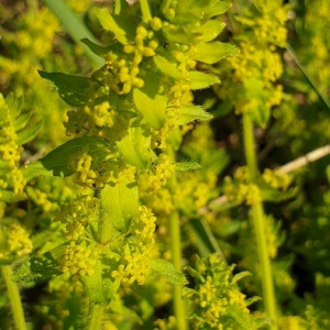 Photographie n°2415036 du taxon Cruciata laevipes Opiz [1852]